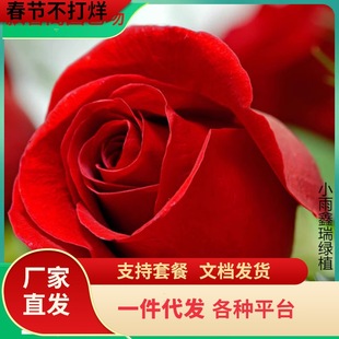 һ�����l��tɫõ�廨�������Ϙ����_���̨ͥԺ�ش󻨝����ļ��_