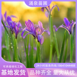 �����R�A���|���R�A�����o��ֲ���R�m����ɫ�Rɏ�����}�|�ر�����