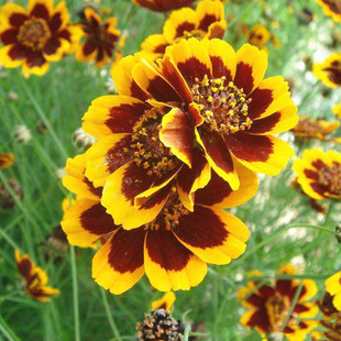 �ͺ���Ŀ�շN��������ɽѩ�ջ��N��ɽ�^�ຣ��ԭ�m��·߅ͥԺ����