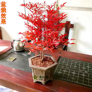 �������辰�Ϙ���������������ͥԺ�͏d����ֲ���^�~ֲ���ļ����B