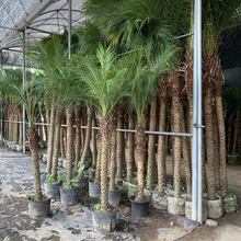 ᘿ̩ҬӘᘿԴؙ̿҃ȾGֲ͏dͥԺȩ