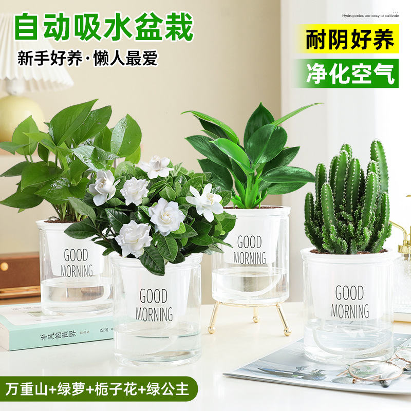 [특별 제공 화분 4개] 완중산 + 포토스 + 치자나무 + 그린 프린세스