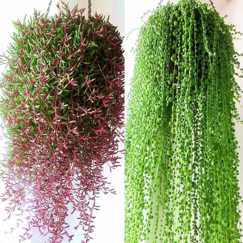 Сукленовое растение, слезы любовника, висячие орхидеи, висящие в горшках