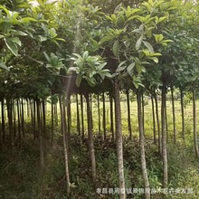 风景苗木桂花芽苗/桂花奶苗桂花树种苗/湖北桂花小苗占地价格便宜