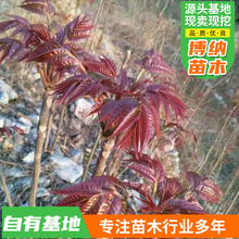四季食用正宗香椿苗盆栽地栽南方北方种植绿油红油香椿树苖果树苗