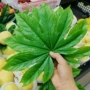 仿真叶子果蔬树叶