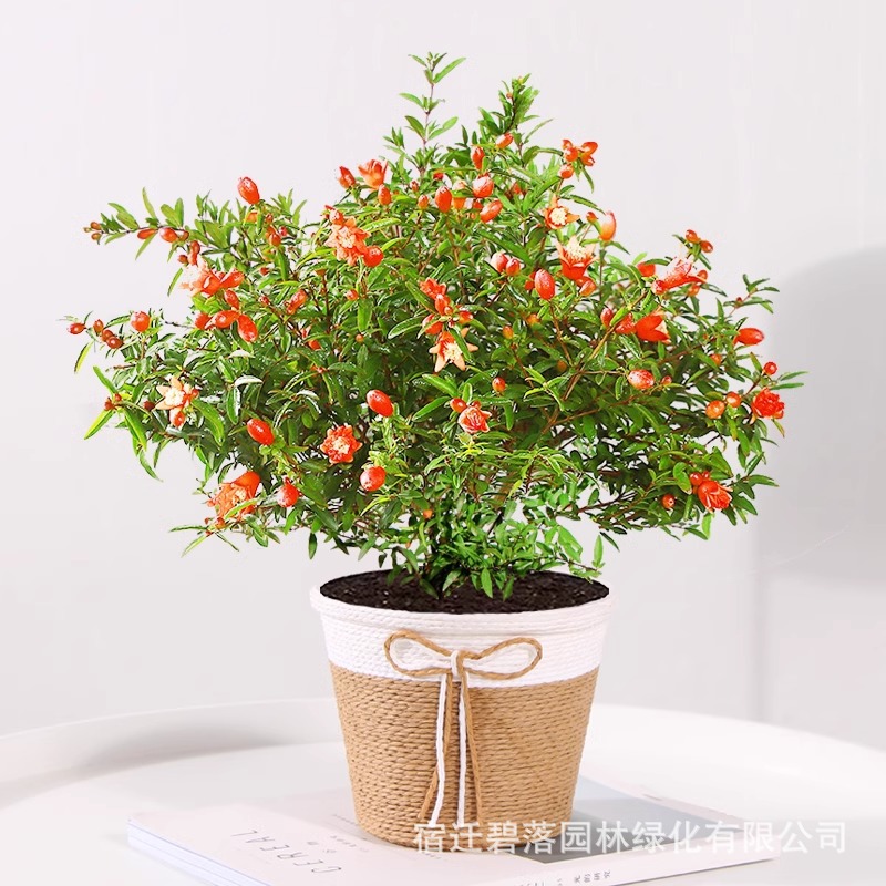 石榴花盆栽盆景室内阳台庭院绿植花卉牡丹花石榴树苗四季开花结果