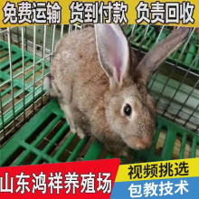 �����r�ÿ��Ώ�������Bֳ���������l���w�����r���S��ɫ���Ãr��