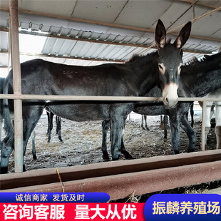 ���H������С�H�x���w�����H�̷N�H�r�� �H���Bֳ�ںӱ����ҿ�