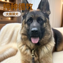 纯种德国牧羊犬幼犬活体狗狗德国黑背军警犬宠物狗护卫犬狼狗幼崽