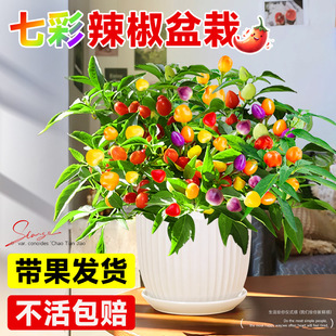 �������Ԏ������콷�ݽ��҃��̨�Gֲ�������Կ�ʳ���߲���ʽ���