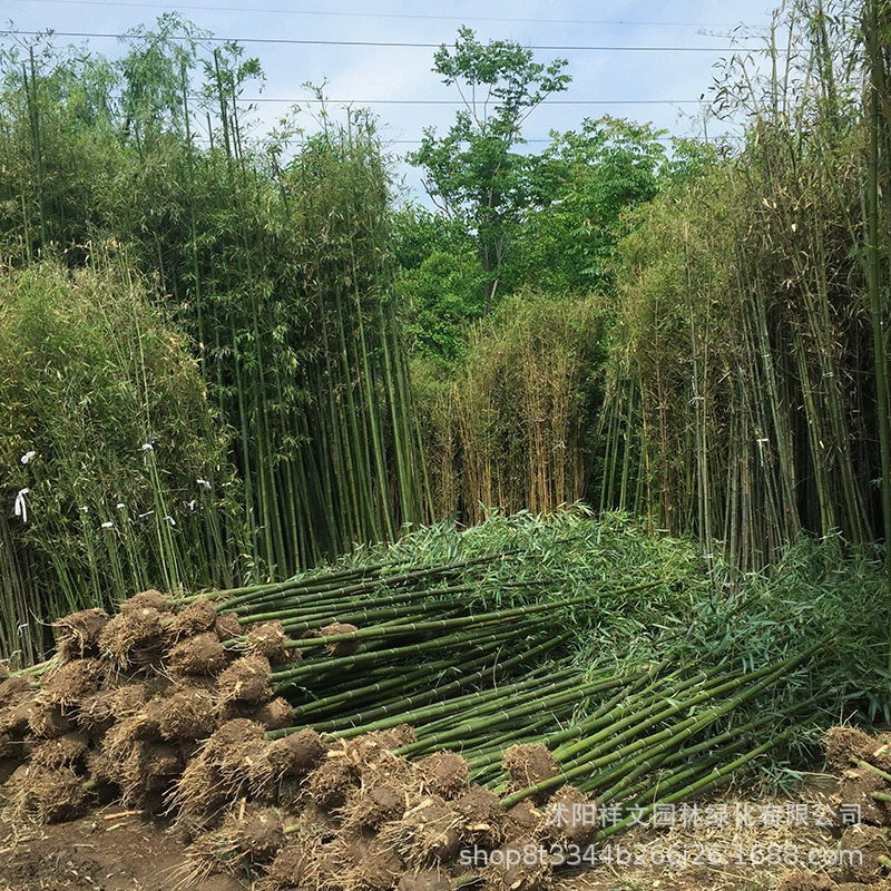 Оптовые продажи бамбуковых саженцев с места происхождения, пересадка бамбуковых саженцев, большие и маленькие бамбуковые саженцы, низкие цены, скидки на большие объемы