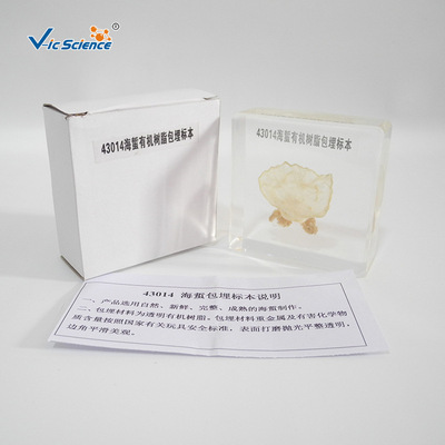 43014 Jellyfish Organic resin Embedding specimen Primary and middle schools Biology experiment teaching equipment appliance Model