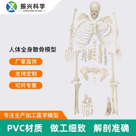 医药教学器材;教学演示用品
