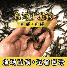 泥鳅苗小泥鳅鲜活小泥鳅苗鱼鳅宠物龙乌龟筏钓小饲料鱼缸过滤器