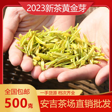 2024年新茶黄金芽茶叶500g散装茶批发安吉绪言茶场直销高山珍稀茶