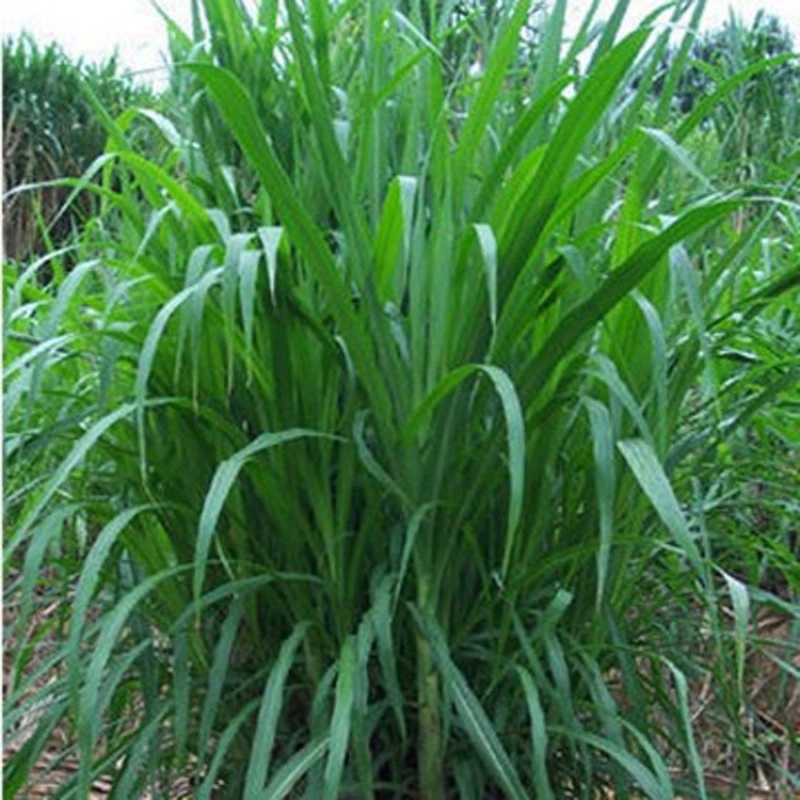 Кормовые семена Северный и Южный многолетний четырехсезонный вечнозеленый Крупный рогатый скот овца семена рыбы зимний выпас 70 семена райграса для выпаса