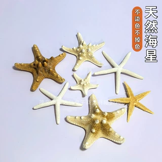 天然海螺贝壳五指橱窗馒头海星标本地中海地台装饰品贴墙摆件收藏