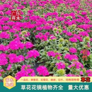 Dianthus Flower Seeds Dianthus Grass Flower Seedlings European Dianthus Flower Mirror Pot Seedlings Garden Engineering Seedlings Potted Base Wholesale