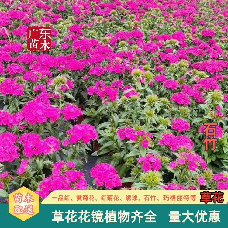 Dianthus Американский Dianthus Европейский Dianthus Различные характеристики Цветочный зеркальный горшок Рассада Сад Инженерный горшок для рассады Оптовая продажа