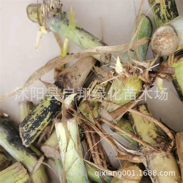 Многолетние морозостойкие сладкий Слон Трава Семян Курица Утка Гусь Свинья Овца Рыба Кормовая Трава Семена