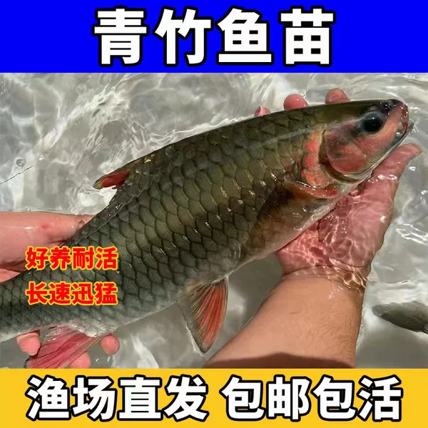 20 selected green bamboo carp 7-9cm, free 10% loss prevention