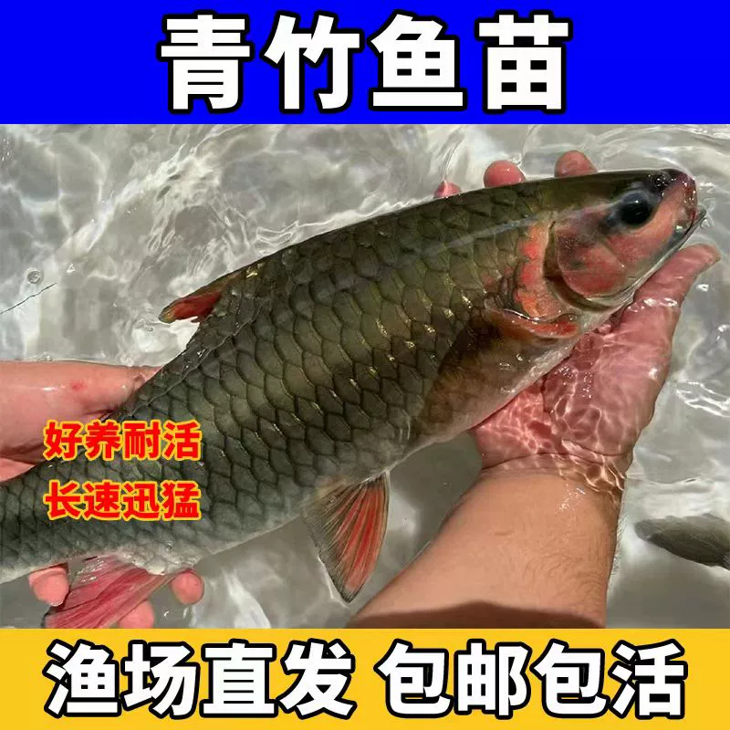 Зелёный бамбуковый карась мальки колючий шипованный зелёный бамбук карась мальки с красным лицом, большой живот, бамбуковая карась, травяное мешкообразное рыба, пресноводный декоративно съедобный рыба