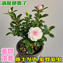 重瓣牡丹六月雪迷你金边小盆栽净化空气室内微型绿植四季常青
