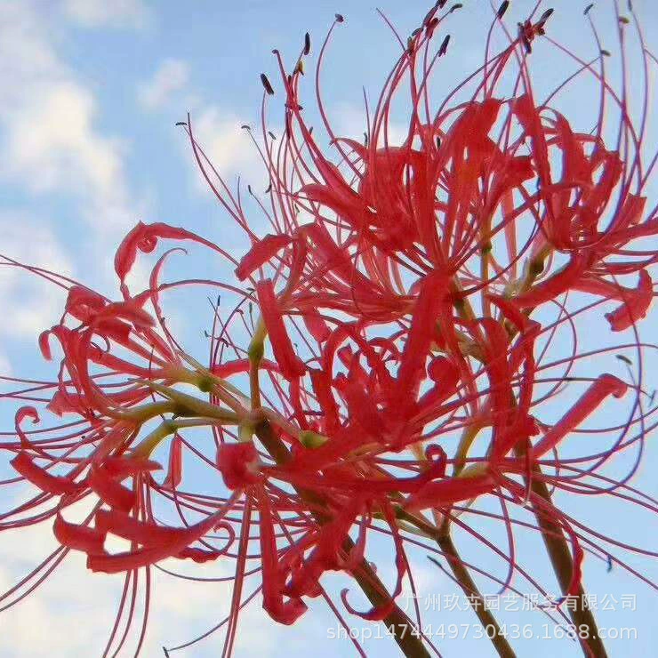 Бианхуа (Lycoris Radiata) семенной шар Цветок просмотр растений семян мяч горшечный сад клумбы цветок зеркало декоративное растение