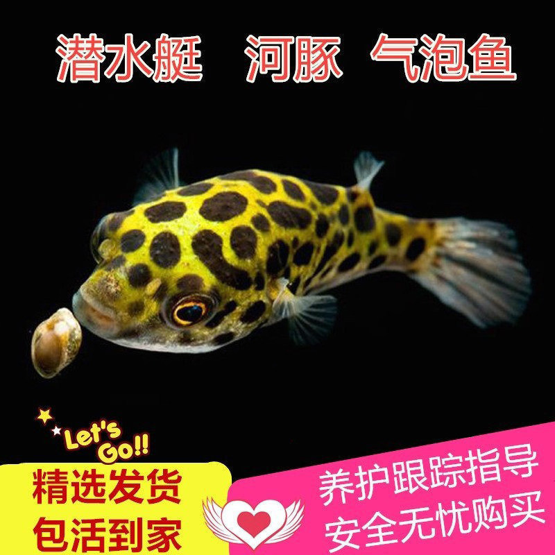 Pufferfish, Submarine Fish, Zebrafish, Dogfish, Eat Various Snails, Tropical Ornamental Fish, Remove Snails, Eat Worms, Chocolate Fish