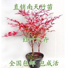 庭院观赏植物红叶植物南天竹苗南天竺盆景盆栽竹子红天竹苗