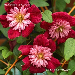 ����F��ɏǰ�l����ֲ�ﻨ�玧����ͥԺ�������Ե����^��ֲ���҃�