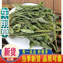 车前草干野生整株全草新鲜泡茶泡水另售车前子牛舌草材