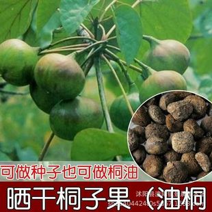 ��ͩ�N����ľ�N�Ӯ����²��|�����C�lѿ�ʸ����󃞻�