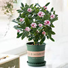 Phnom Penh Ruixiang Potted Fragrant Fragrant Bud Bud Room Old Pile Living Room Flower Cold Flower Flower Flower Free Shipping