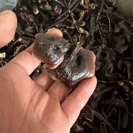 灵芝;其他药食同源