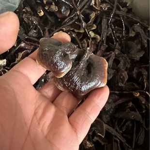 ���`֥ �`֥ �`֥���ذl؛ �Ԯa���N ���`֥