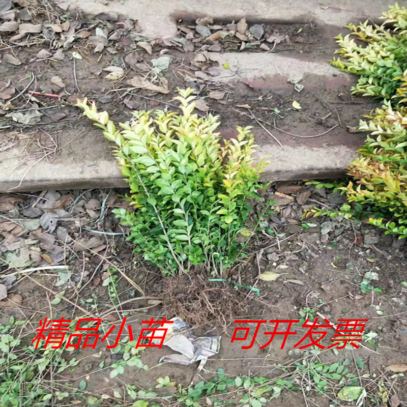 绿化苗木工程苗金叶女贞苗 球小叶女贞花苗 大叶金森女贞树苗