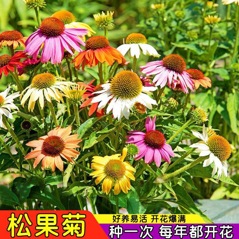 彩色松果菊种子宿根多年生耐寒耐热紫锥菊花卉种籽庭院阳台可盆栽