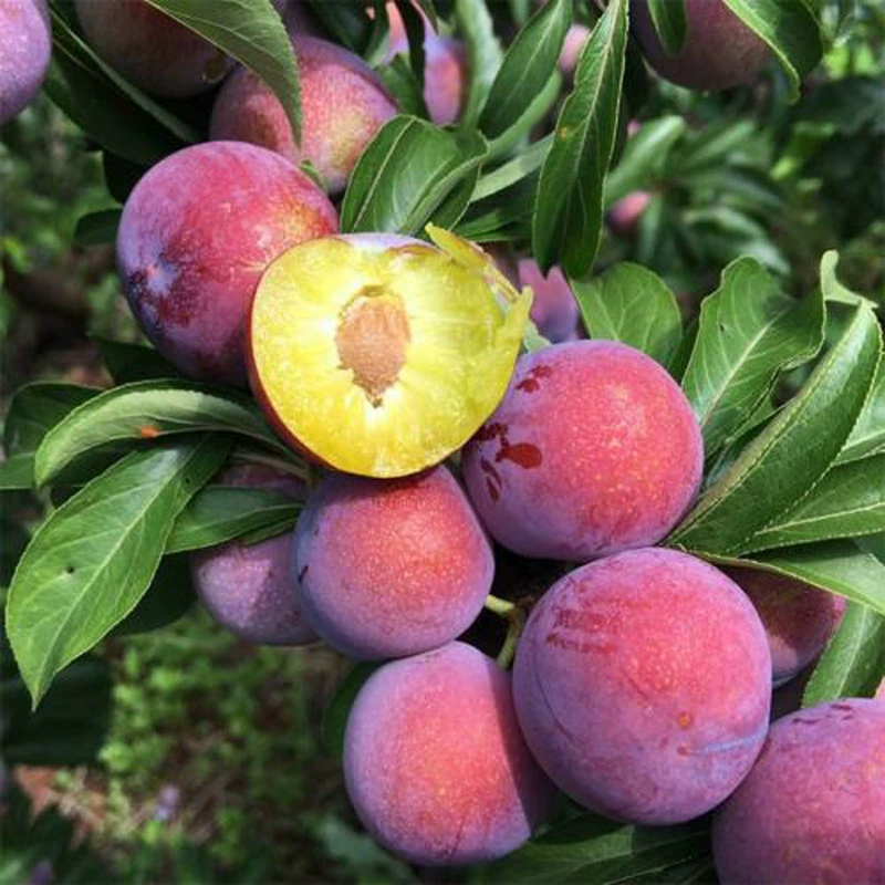 Angeno саженцы сливы привитые саженцы раннее созревание саженцы больших плодов саженцы сливы позднее созревание саженцы сливы в горшках