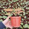 [Direct supply of the base] Net Red -green potted potted flower home flowers 110#Red Golden Chanchen Leaf Taro