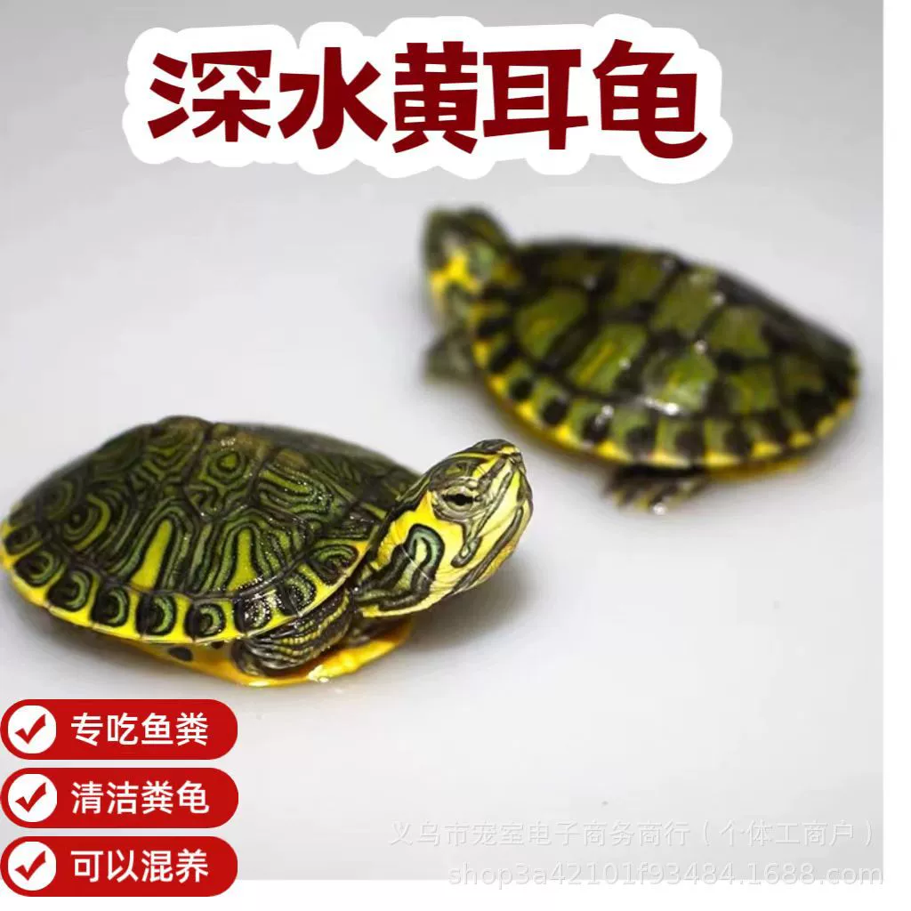 Жёлтый ушной черепашка? нет — это текст: "Yellow ear turtle [mutt fish tank mixed breeding pet source wholesale hot selling small turtle healthy lively active]"
