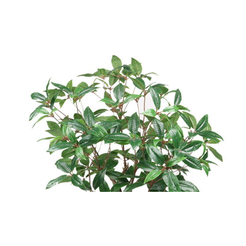 XRS-066 7#盆栽鹿角杜鹃叶 (5).jpg