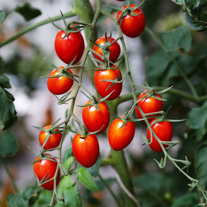 6 red saint tomato seedlings