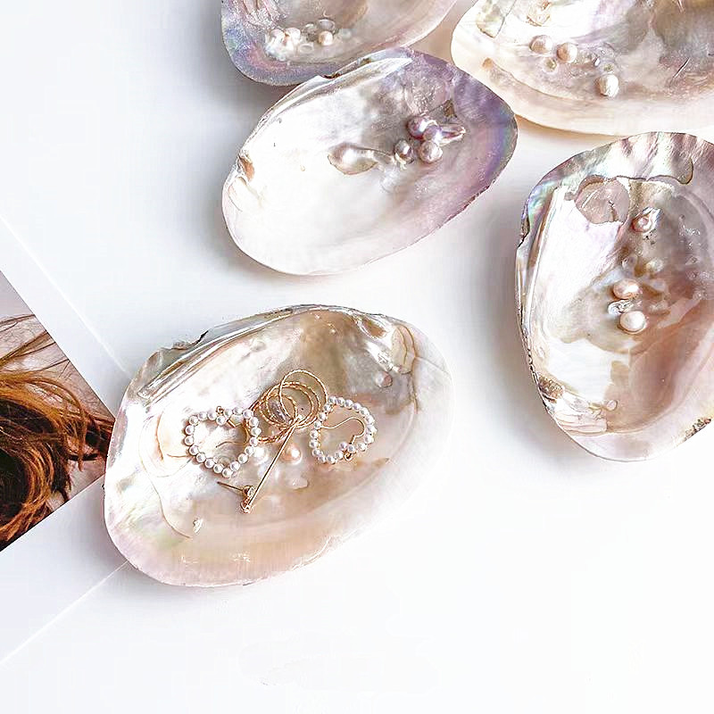 Natural large pearl clam shell oversized shell shooting props conch fish tank landscaping decoration ornaments fruit plate dinner plate