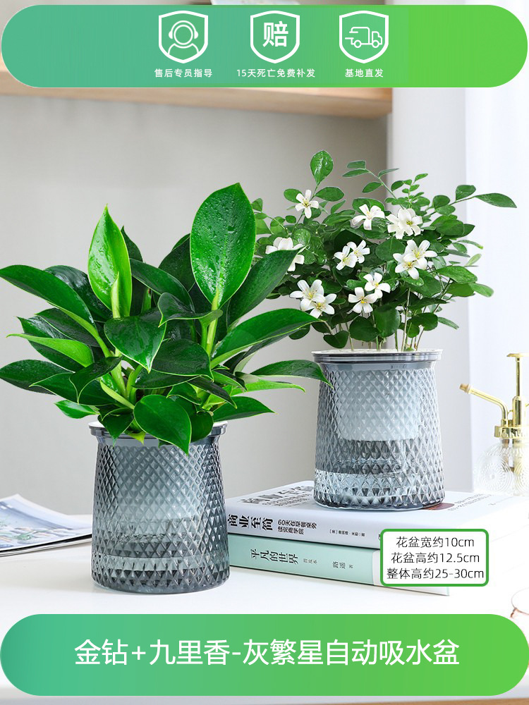 금다이아몬드 + 구리향(별분지 2개) + 영양액