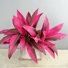 �������ľ��Ѫ���콶�Gֲ�쾰�Ҿ��b羳ֲ����F�~�����콶�~