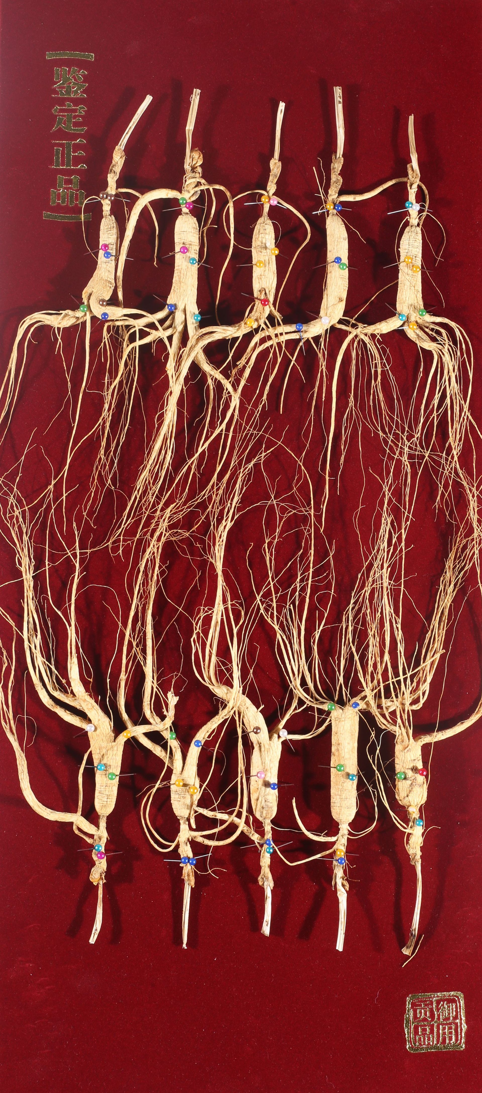 Changbai Mountain Wild-Simulated Ginseng Gift Box Dried Root for Wine Soaking and Traditional Herbal Use in use