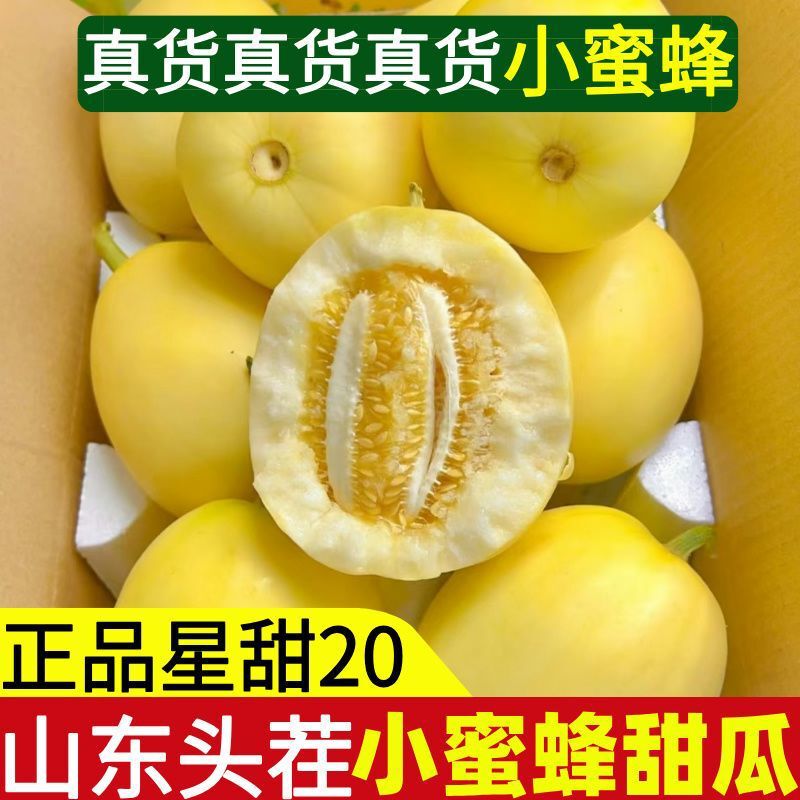 Authentic Shandong Little Bee Melon Star Sweet 20 Honey Pot Melon Fresh Fruit Melon Crispy Golden Melon Explosive Sweet Large Fruit