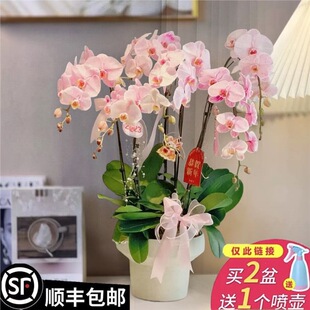 �����m���Ի��玧�������m�����玧�����҃Ⱥ��B�����ļ��_��ֲ��